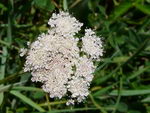 Oenanthe Pimpinelloides